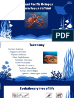 Giant Pacific Octopus Presentation