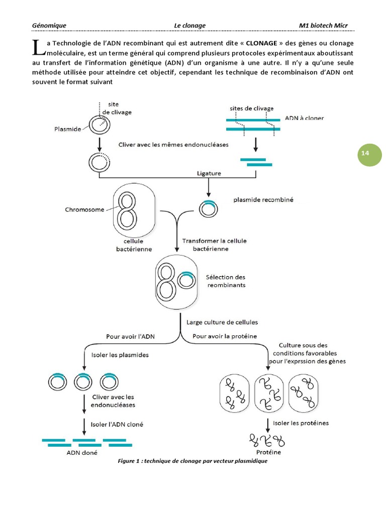 Clonage | PDF