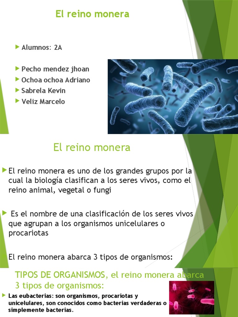 Introducción al Reino Monera | PDF | Las bacterias | Organismos