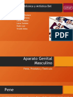 G09 - Aparato Masculino (Prostata, Pene y Testiculo)