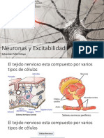 2023 02 KineUpla - Potencial de Accion Sinapsis y Contraccion Muscular