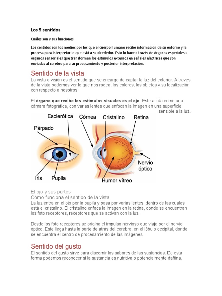 Los 5 Sentidos Pdf Oído Escuchando