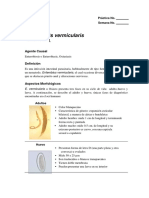 Enterobius Vermicularis Manual - LISTO
