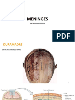 Meninges MF Neuro