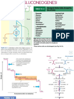 7 Gluconeogenesi