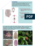 7 Gymnospermlerin Özellikleri