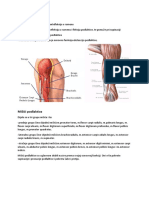 Mšićii Nadlaktice: - Musculus Coracobrachialis-Antefleksija U Ramenu