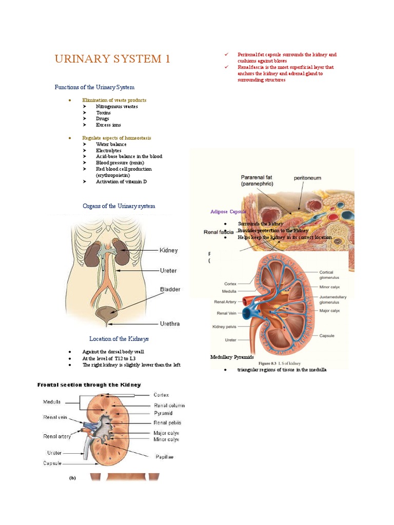 Urinary System 1 | PDF