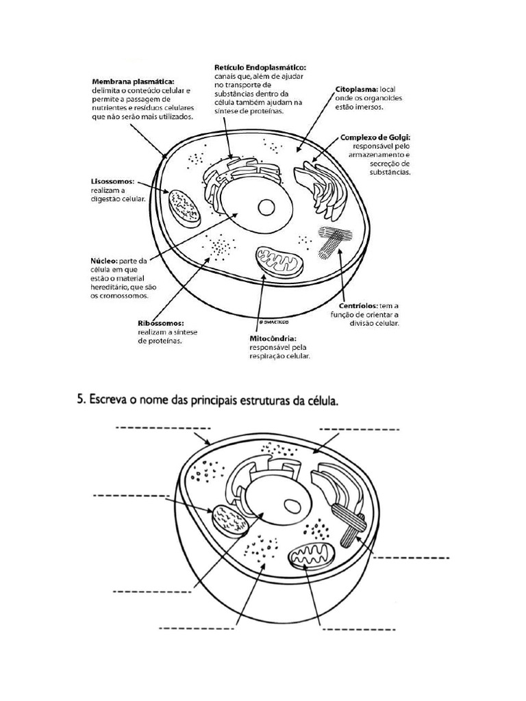 Atividade C Lula Ii Pdf
