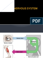 The Nervous System