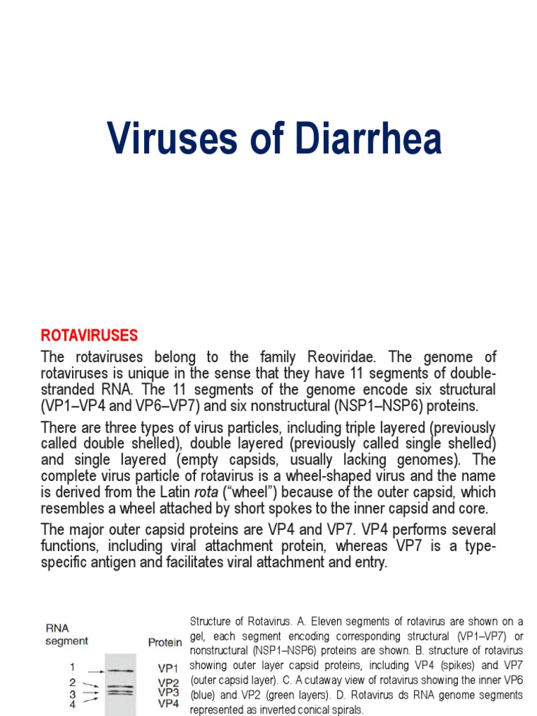 Viruses Diarrhea PDF Virus Adenoviridae