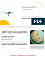 Mora S. (2023) Clase Sobre Embriología y Variantes Anatómicas de Los Órganos Sexuales Femeninos y Masculinos. Nicaragua.