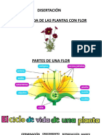 Disertación ciclo de vida de una planta con flor Julián Arteaga Ortiz.