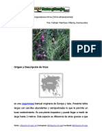 Ficha Técnica de La Leguminosa Vicia (Vicia Atropurpurea)