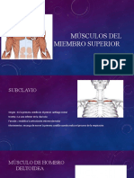 Musculos MM - SS