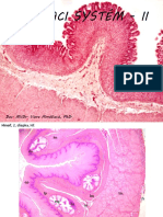 Digestive System II