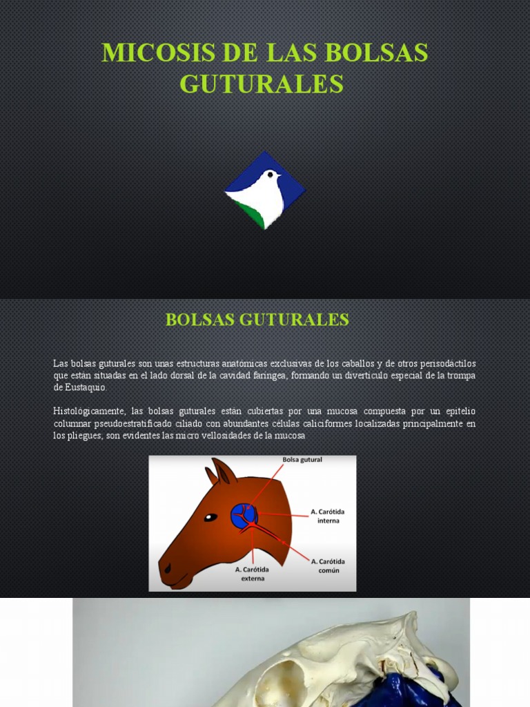 Micosis de Las Bolsas Guturales PDF Medicina Enfermedades y trastornos