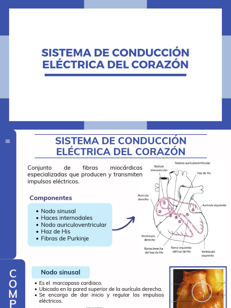 Sistema de Conducción Eléctrica Del Corazón | PDF | Angiología ...