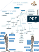 Drenagem Venosa Dos Membros Inferiores