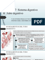 Capítulo 17 Sistema Digestivo Ii Tubo Digestivo