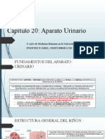 Capítulo 20 Aparato Urinario