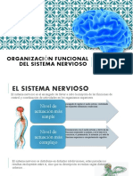 Organización Funcional Del Sistema Nervioso