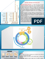  Interfase y Mitosis