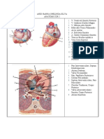 Gambar Anatomi Cor