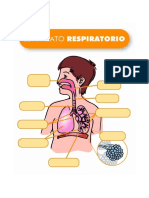 Sistema Respiratorio Sin Rótulos