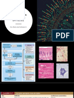 Intro Histología EPITELIOS