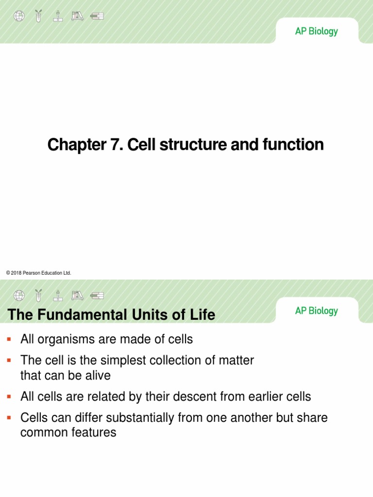 Chapter 7 Cell Structure and Function | PDF | Endoplasmic Reticulum ...