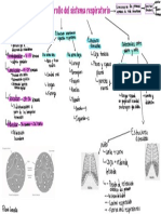 Desarrollo Del Sistema Respiratorio