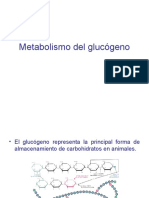 Metabolismo Glugogeno