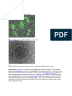 Stem Cell: Mouse Embryonic