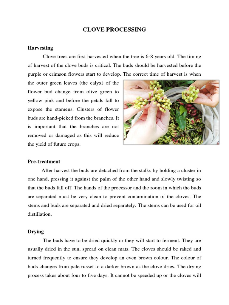 Clove Processing | PDF | Clove | Spice