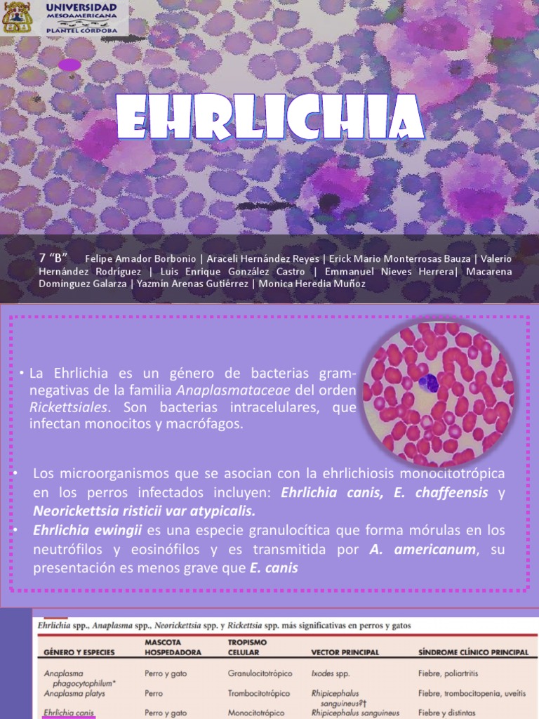 Tratamiento de Ehrlichia en perros | PDF | Sistema inmune | Sangre