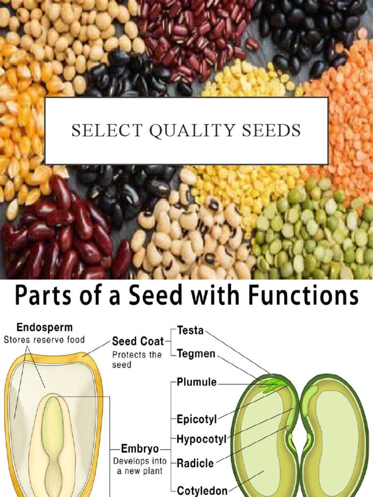 Selecting Quality Seeds for Class 8 | PDF | Seed | Germination
