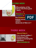 02-Development of The Cns (Dr. Jamila)