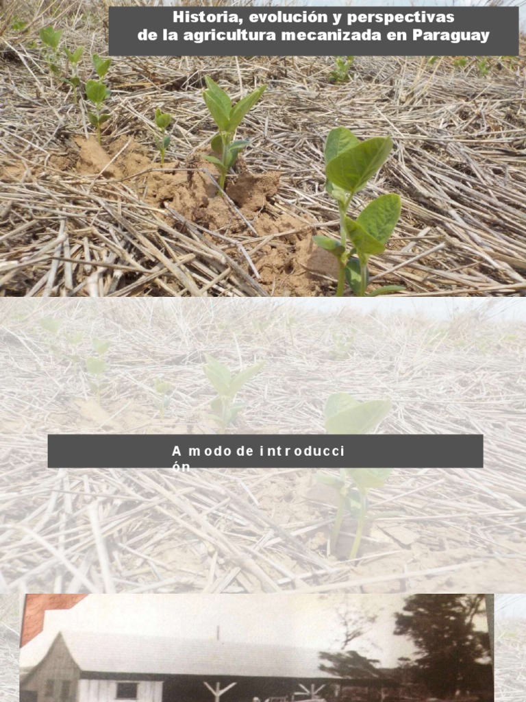 Evolución de la Agricultura en Paraguay | PDF | Agricultura | Deforestación