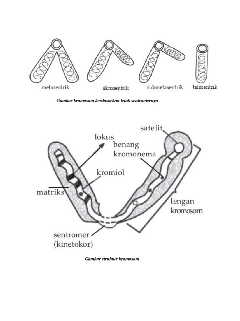 Gambar Kromosom Berdasarkan Letak Sentromernya | PDF