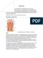 ENDODONCIA