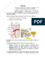 Meninges