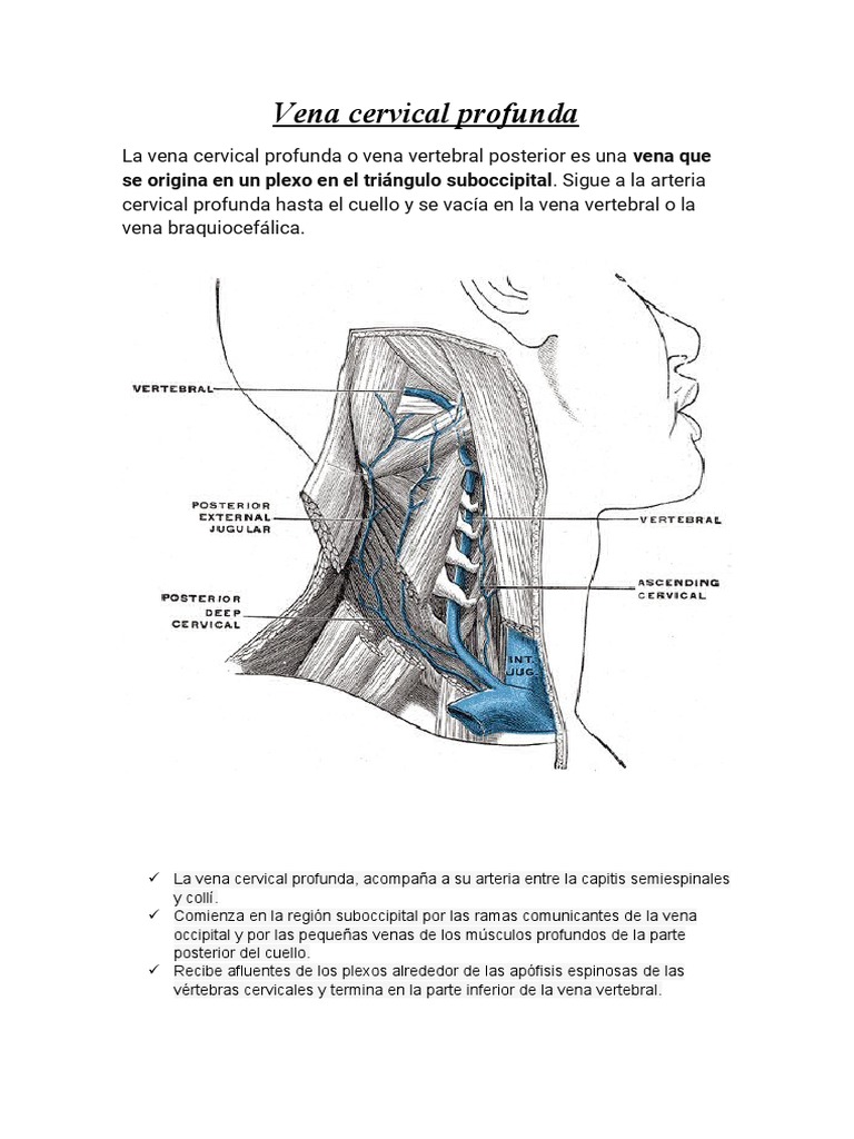 Vena Cervical Profunda | PDF