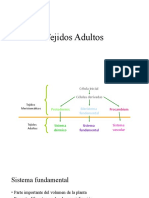 Clase 8 - Tejidos Adultos