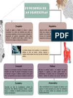 Mapa Conceptual de Las Funciones de Las Proteinas