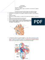 Sistema Circulatorio 2D