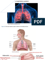 WK 4 Respiratory 2023