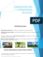 Derterminación Del Sexo y Cromosomas Sexuales