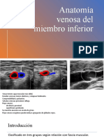 Anatomía Venosa Del Miembro Inferior