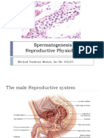 Spermatogenesis 1